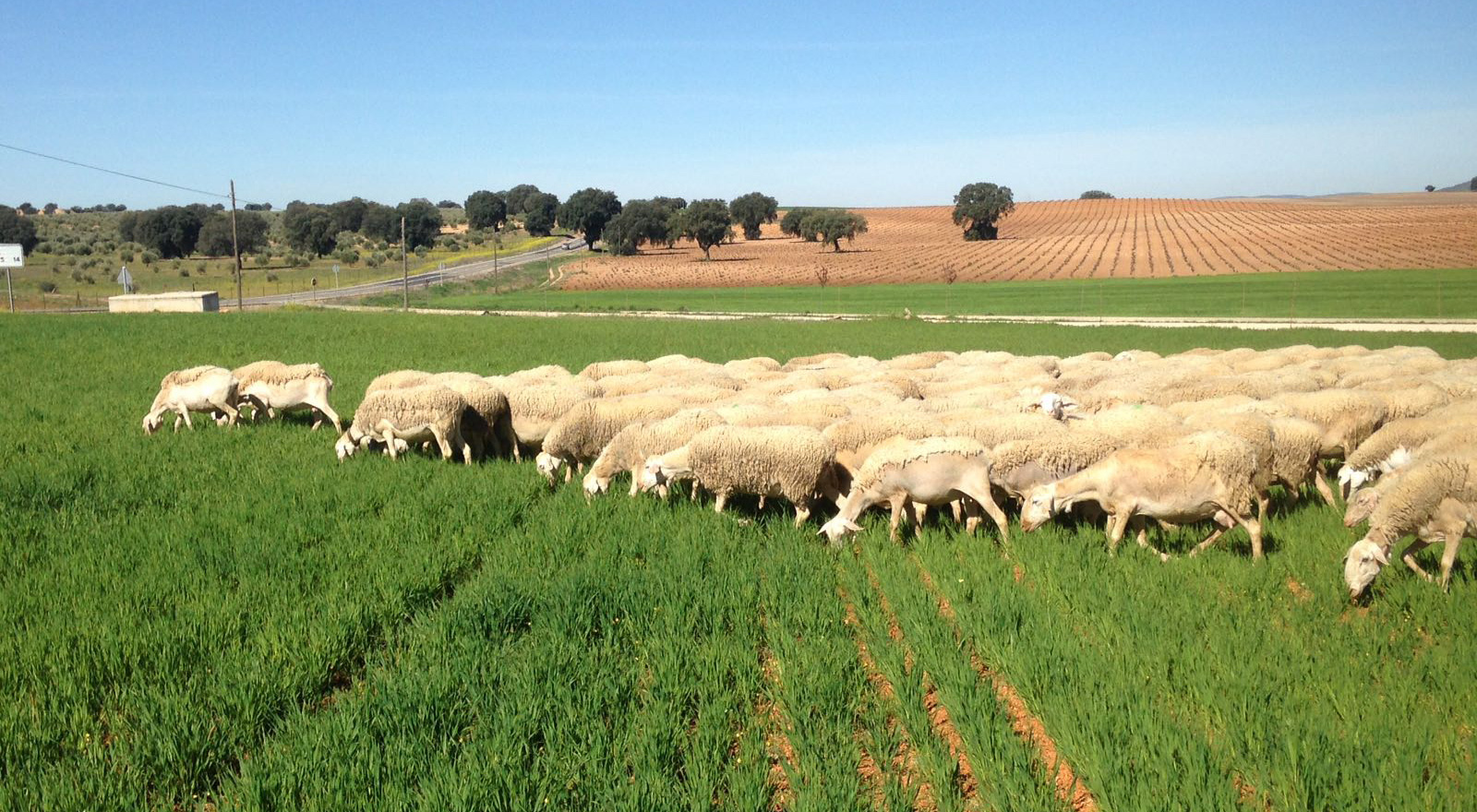 Nuestras ovejas de pura raza manchega pastando en nuestra finca